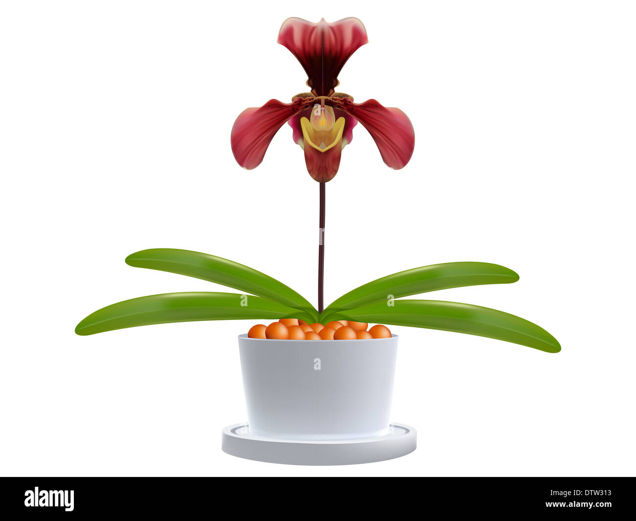 Lady's slipper orchid. Paphiopedilum Callosum Isolated on a white background. Stock Photo