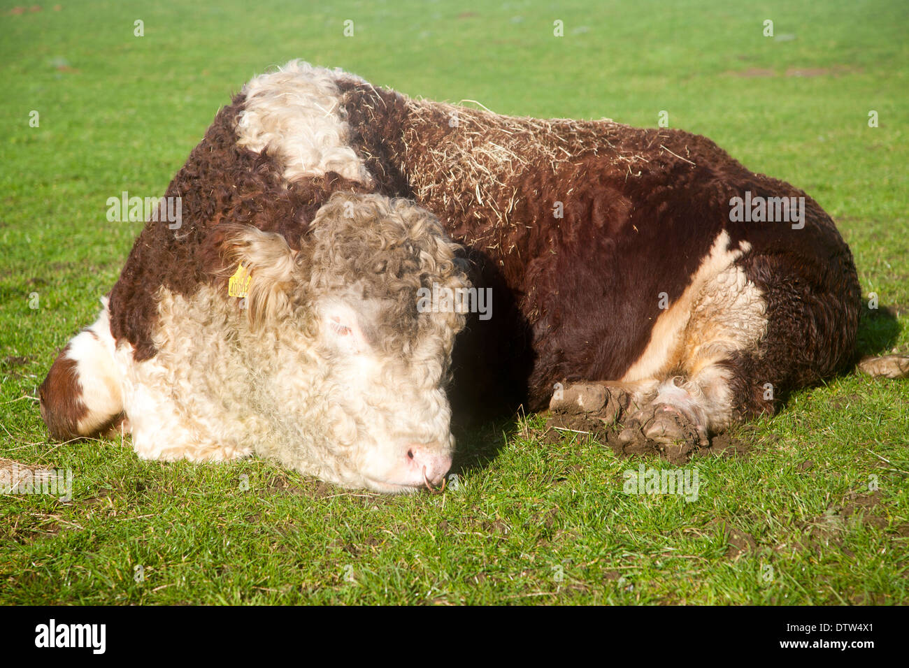 Sleepy pedigree Hereford bull waking up from a sleep, Suffolk, UK Stock Photo