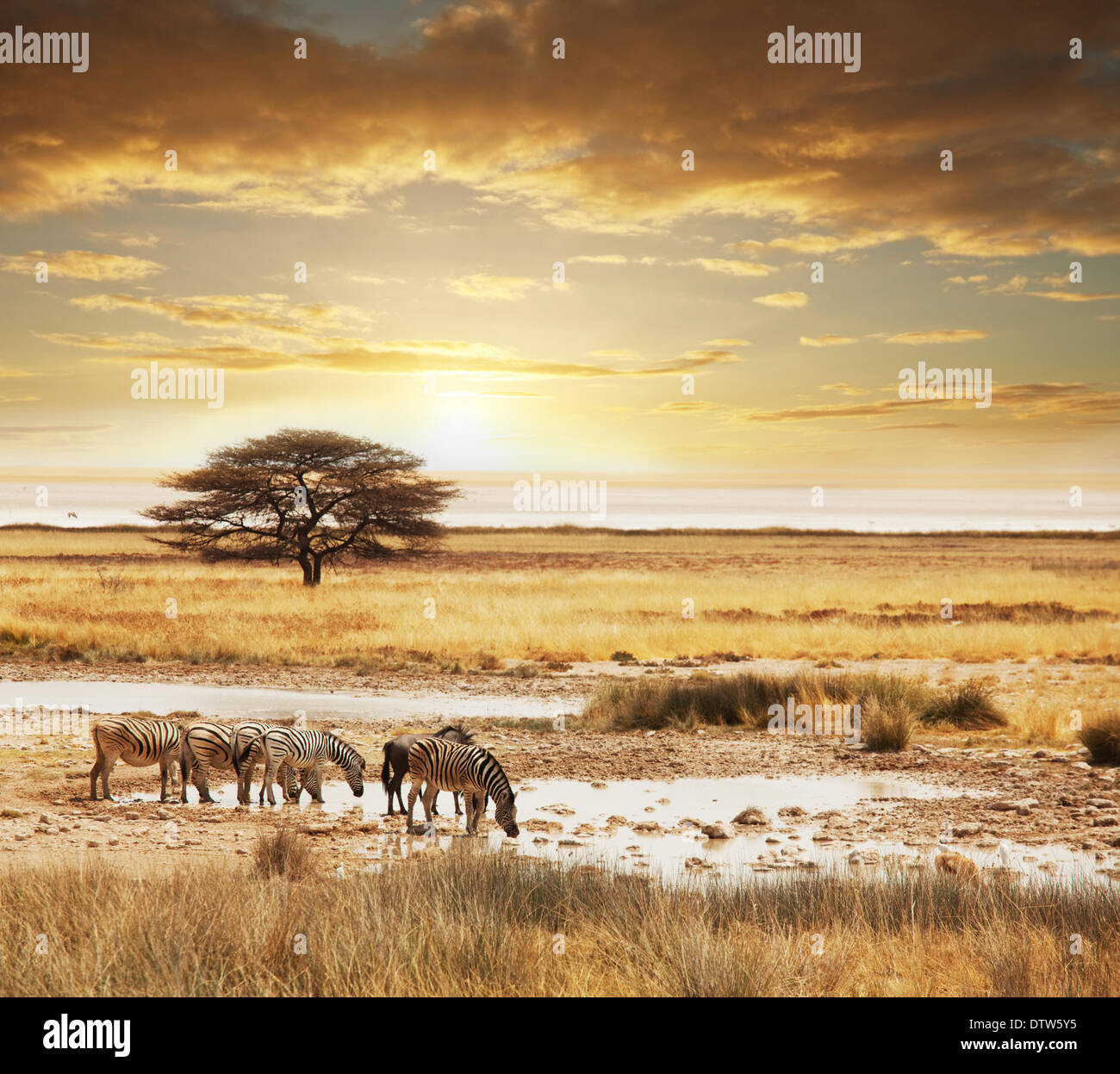 Africa safari animals sunset hi-res stock photography and images - Alamy
