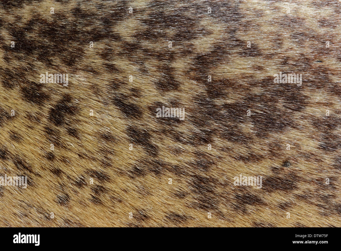 Grey Poplar, male catkin, North Rhine-Westphalia, Germany / (Populus canescens) Stock Photo