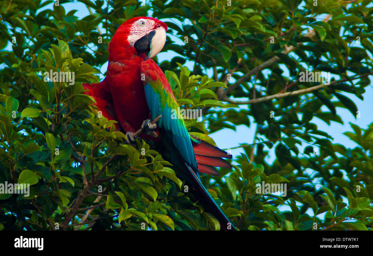 Tricolor Macaw, a bird known for its vibrant colors, endemic to the Colombian jungle. Santa Rita, Vichada, Colombia Stock Photo