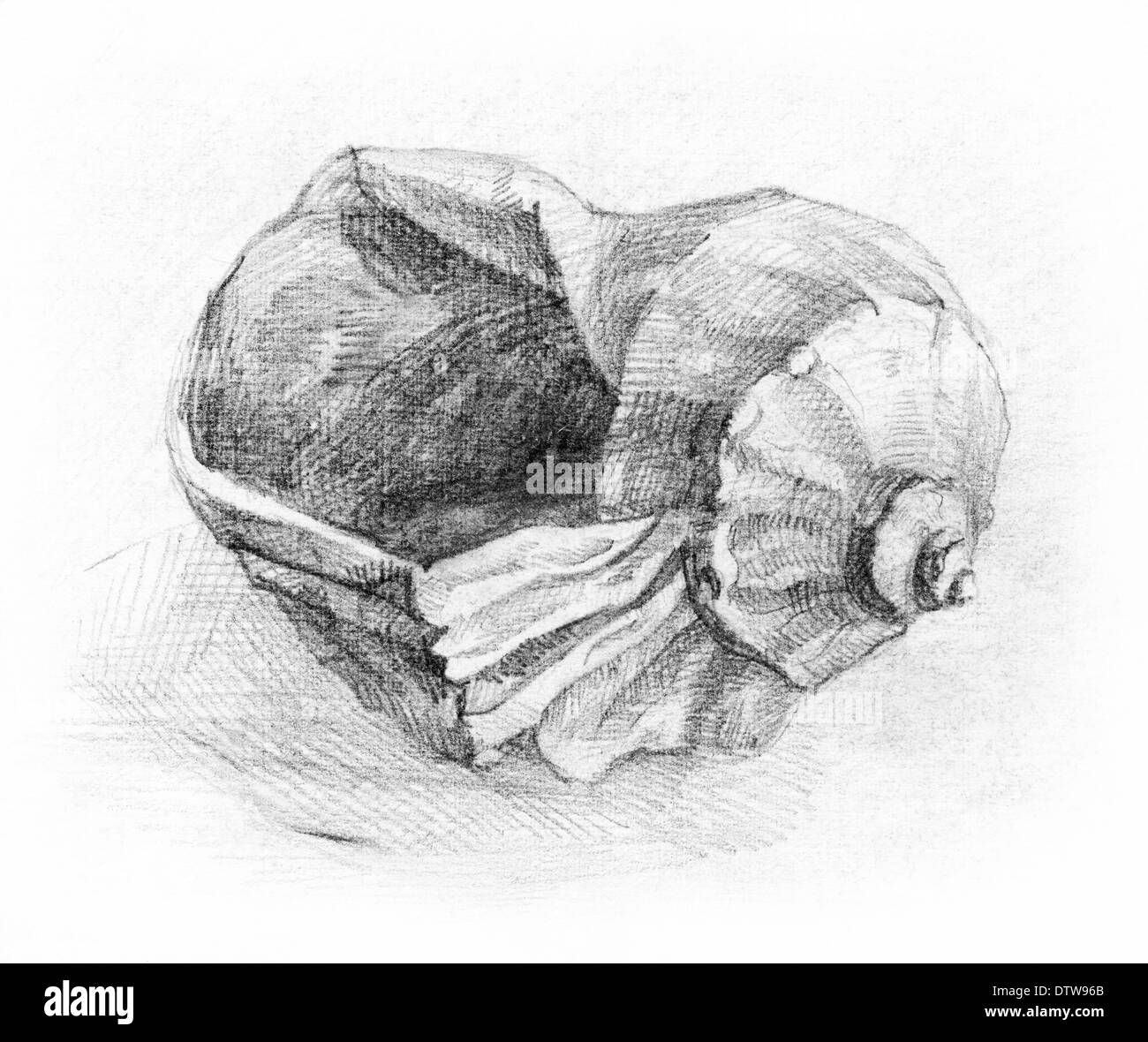 Seashell drawing hi-res stock photography and images - Alamy