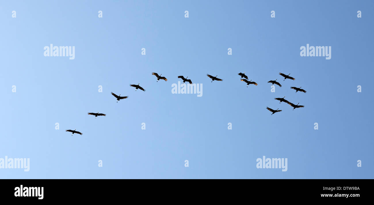 Sandhill cranes circling over Gainesville Florida preparing to migrate back north. Stock Photo
