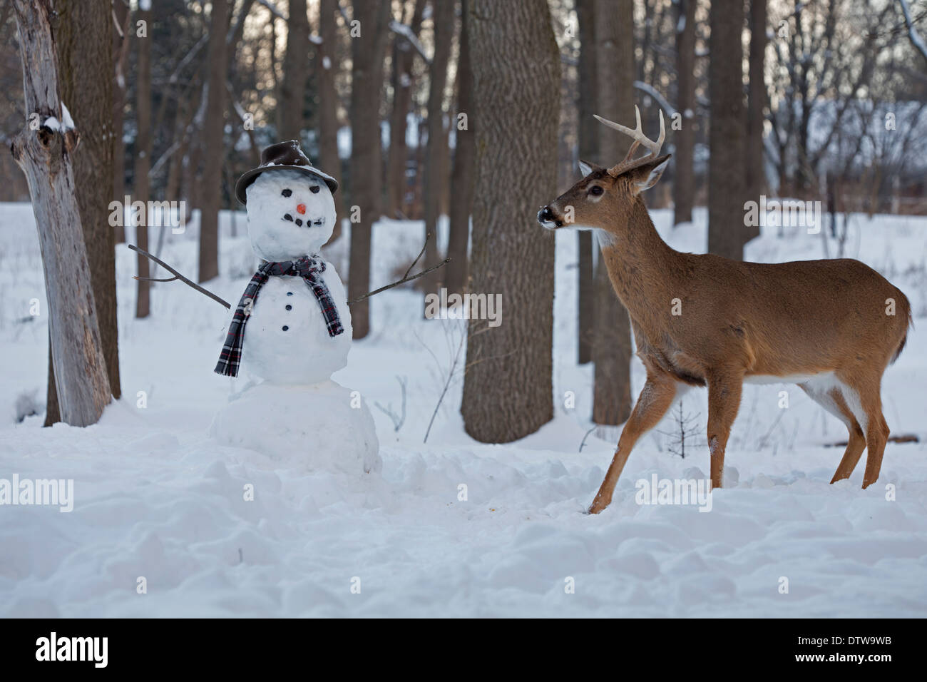 White-tailed deer , Odocoileus virginianus, New York, USA, with snowman, background may have digital retouching Stock Photo