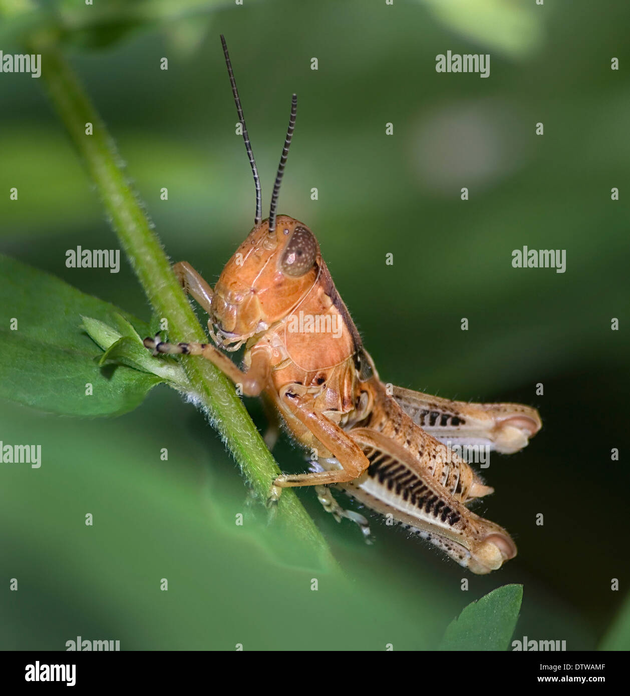 Probably a Differential Nymph, Melanoplus differentialis