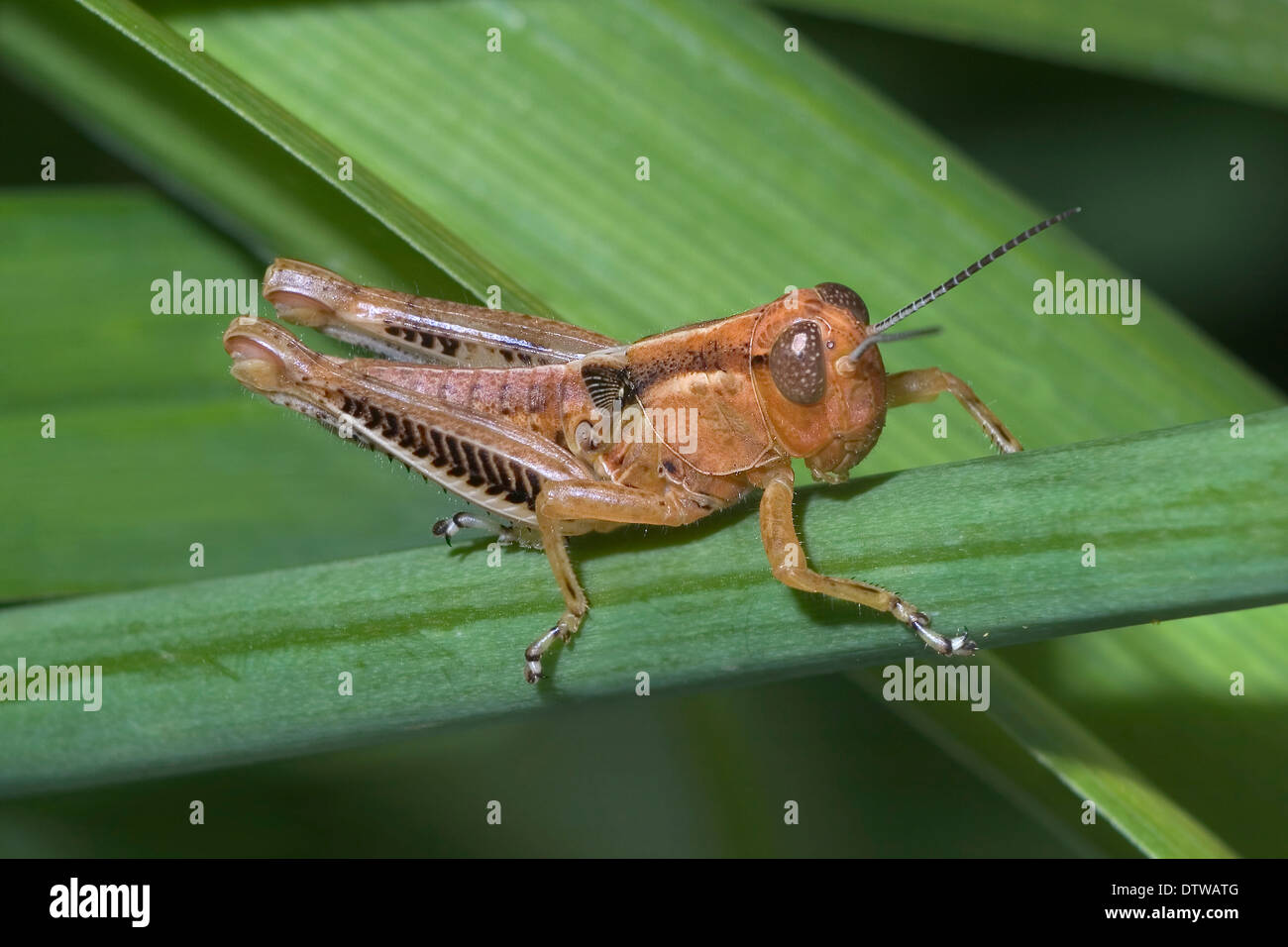 Probably a Differential Nymph, Melanoplus differentialis
