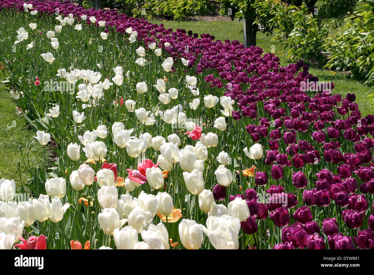 Flowers in sunny garden hi-res stock photography and images - Alamy