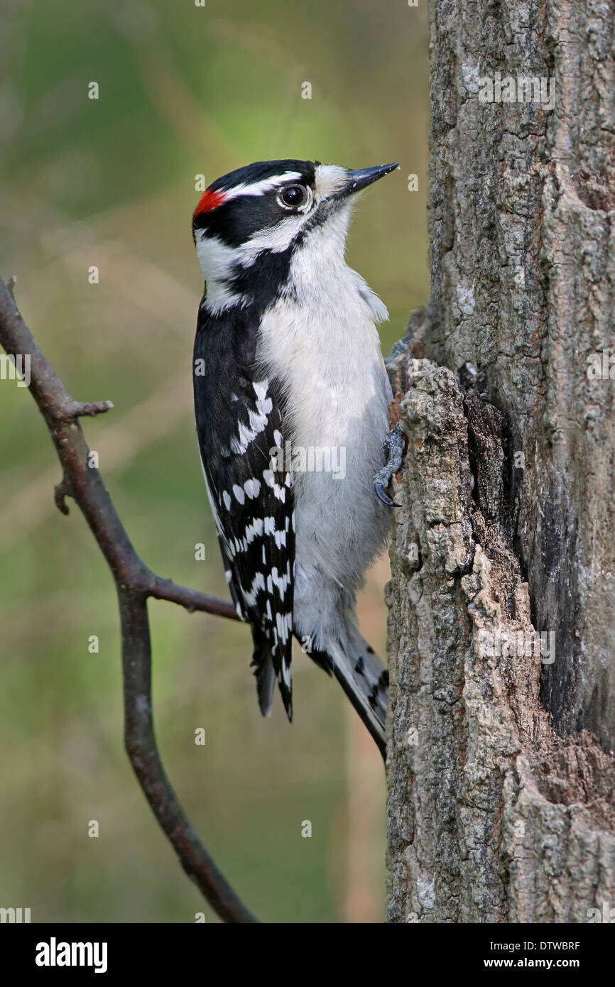 A Cute Little Bird, The Downy Woodpecker Clinging To A Tree Trunk, Picoides pubescens Stock Photo
