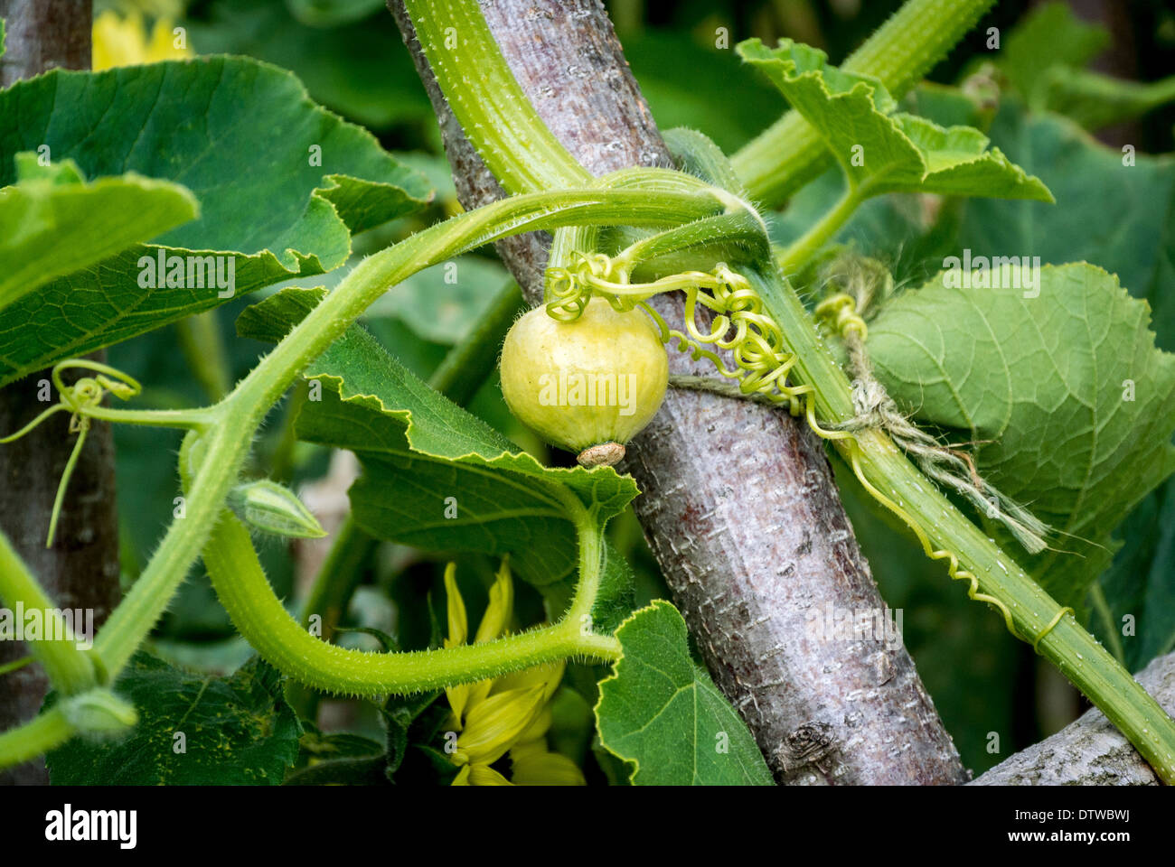 Young squash plant growing up support made from bracnhes Stock Photo