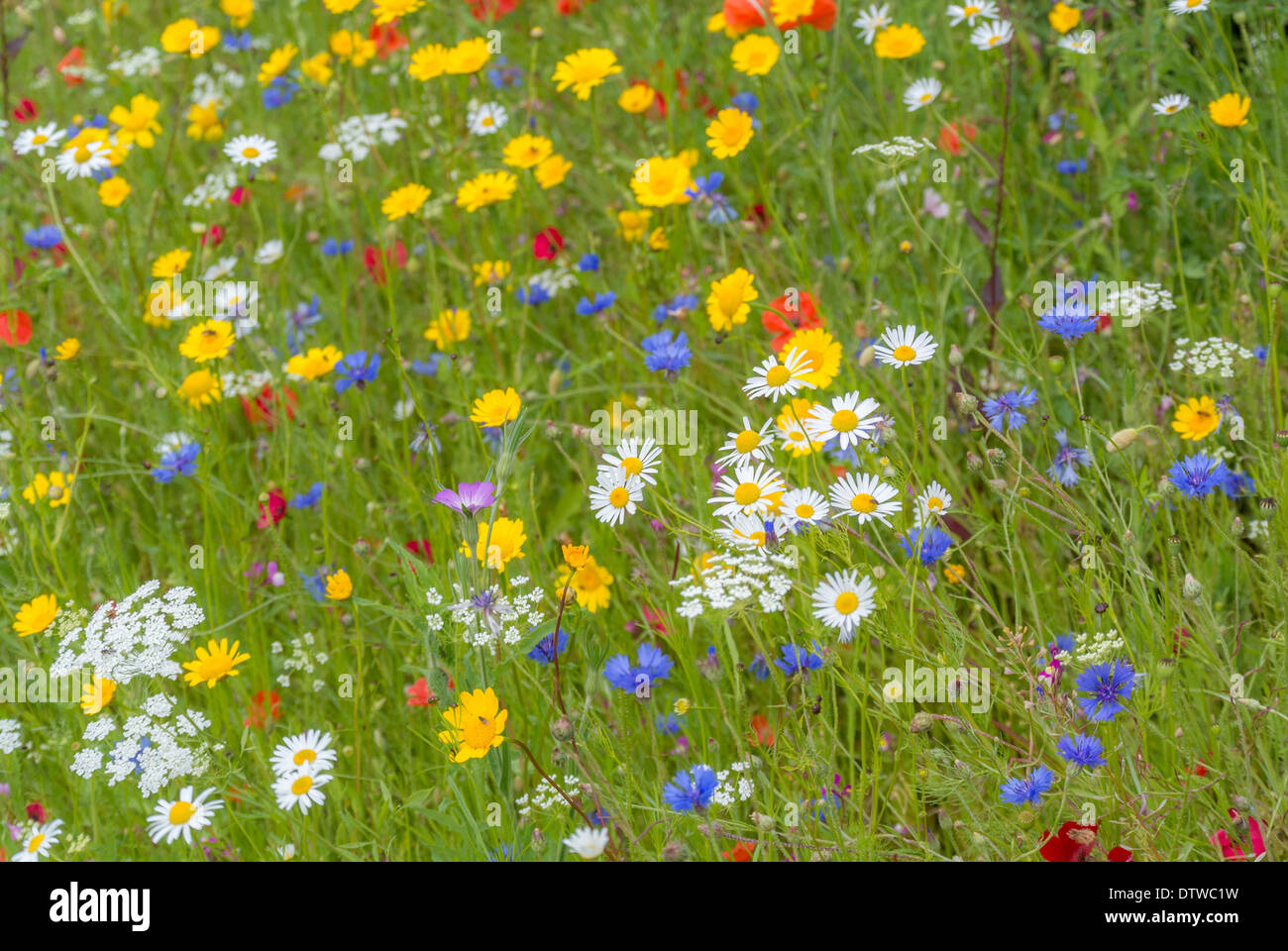 Wildflower meadow Stock Photo