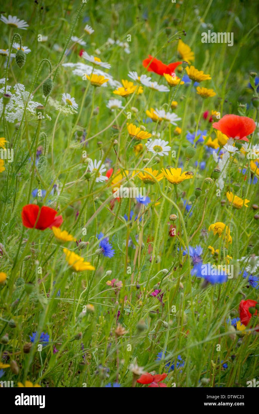 Wildflower for the garden hi-res stock photography and images - Alamy