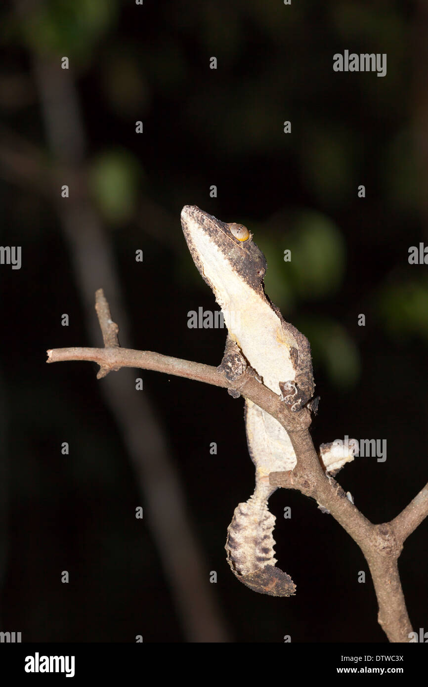 Leaf-tailed gecko {Uroplatus sikorae} toe pad