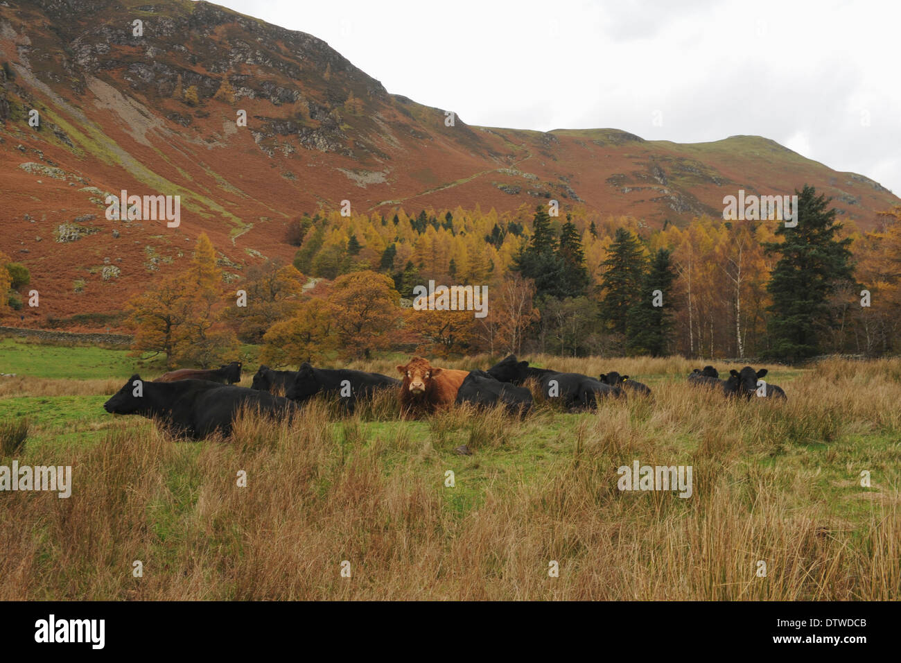 Black Aberdeen Angus Cattle and Brown Bull sitting in field with Maiden Moor in the background, Borrowdale, in the Lake District Stock Photo