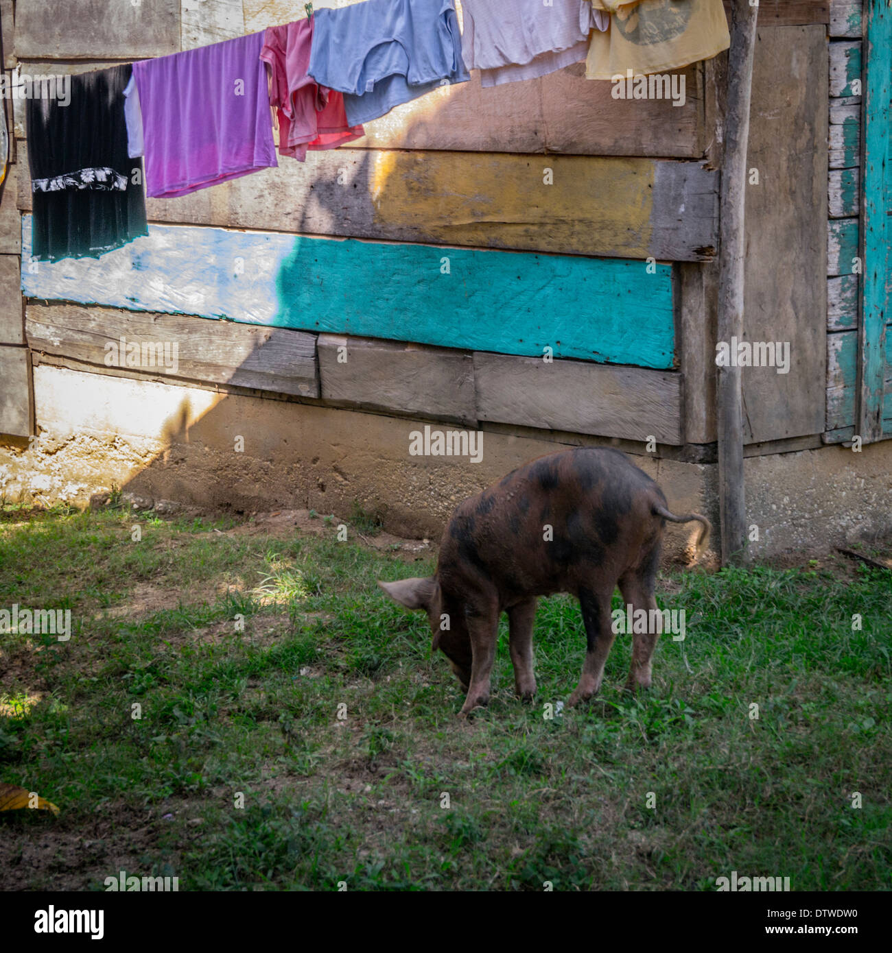 Pig roams in front of a house in Livingstone, Guatemala Stock Photo Alamy
