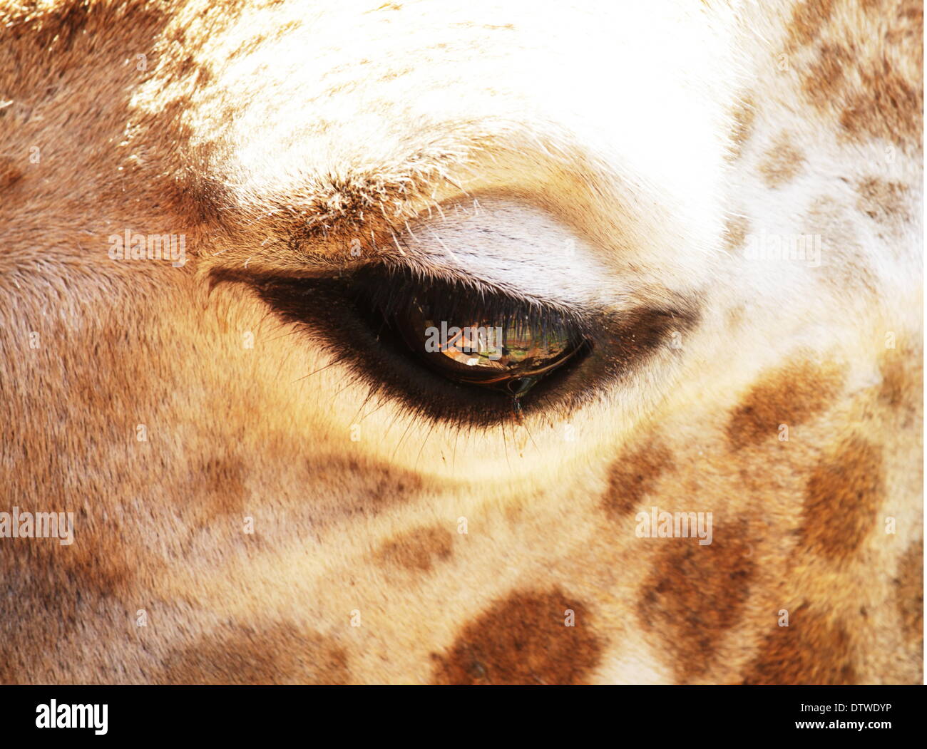 Giraffe eye hi-res stock photography and images - Alamy