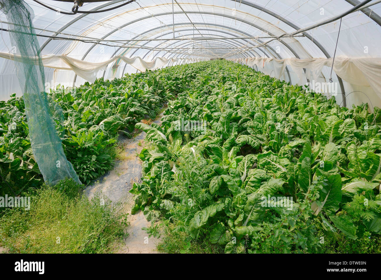 Swiss Chard in greenhouse Stock Photo