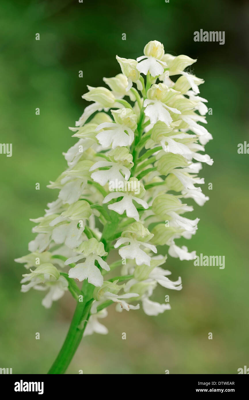 Lady Orchid Stock Photo
