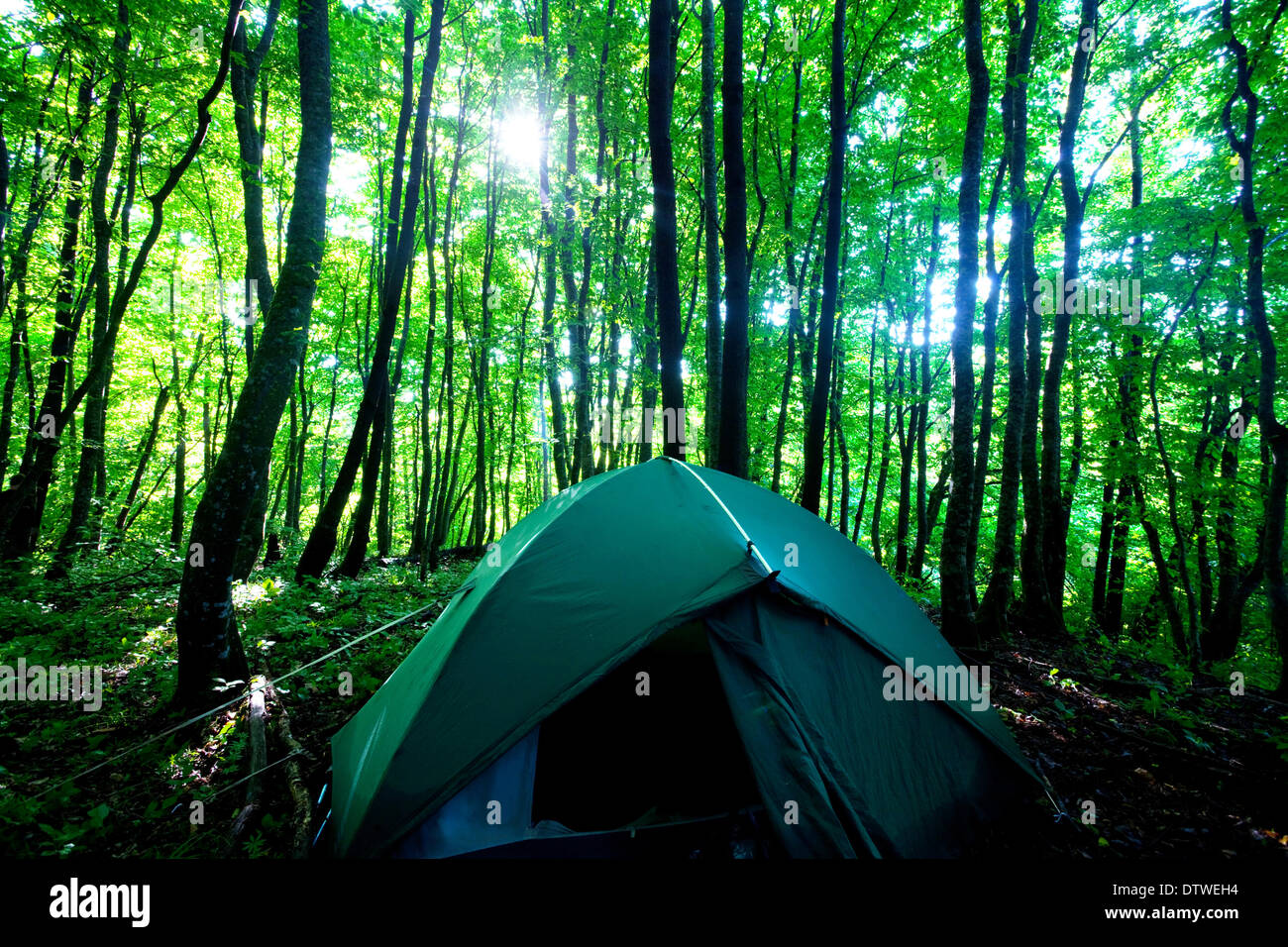 Tent in forest Stock Photo - Alamy