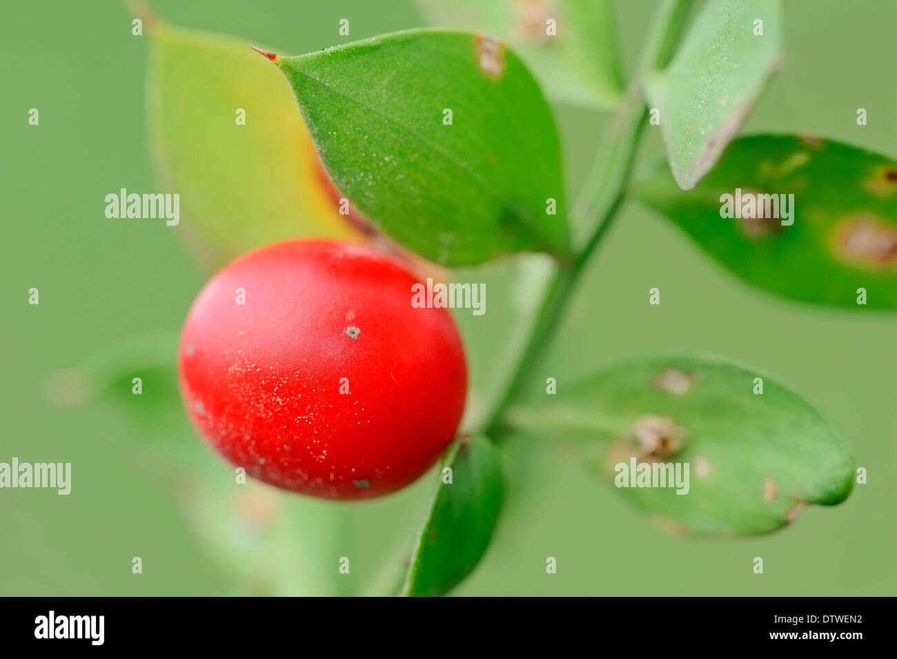 butchers broom to drink