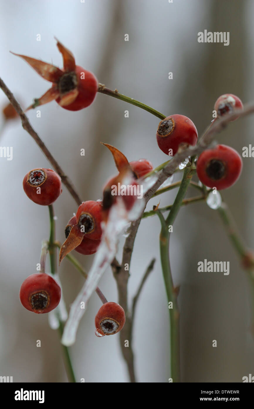 Ice covers branches of a crab apple tree after an ice storm in a