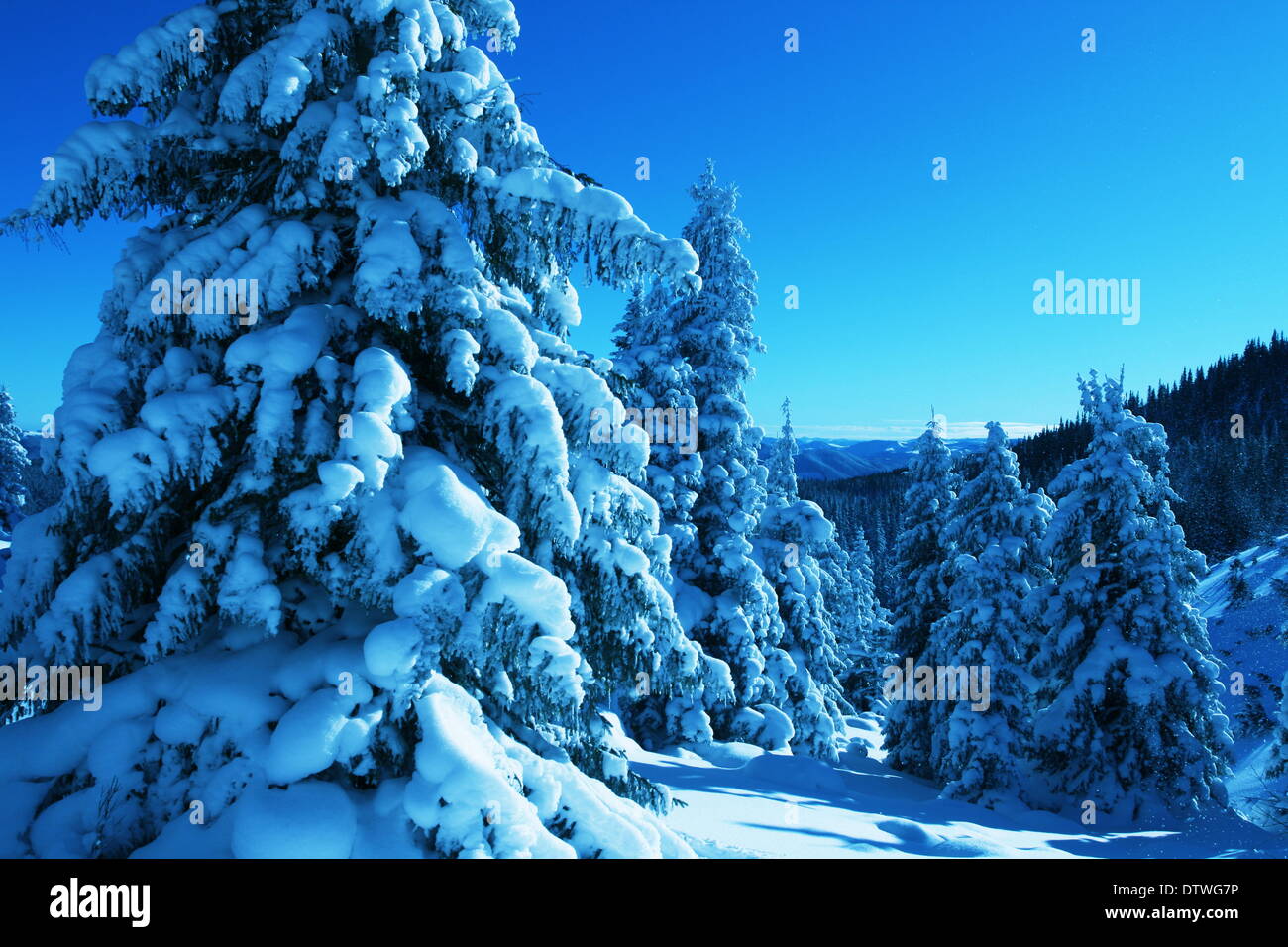 Snow in the forest Stock Photo Alamy