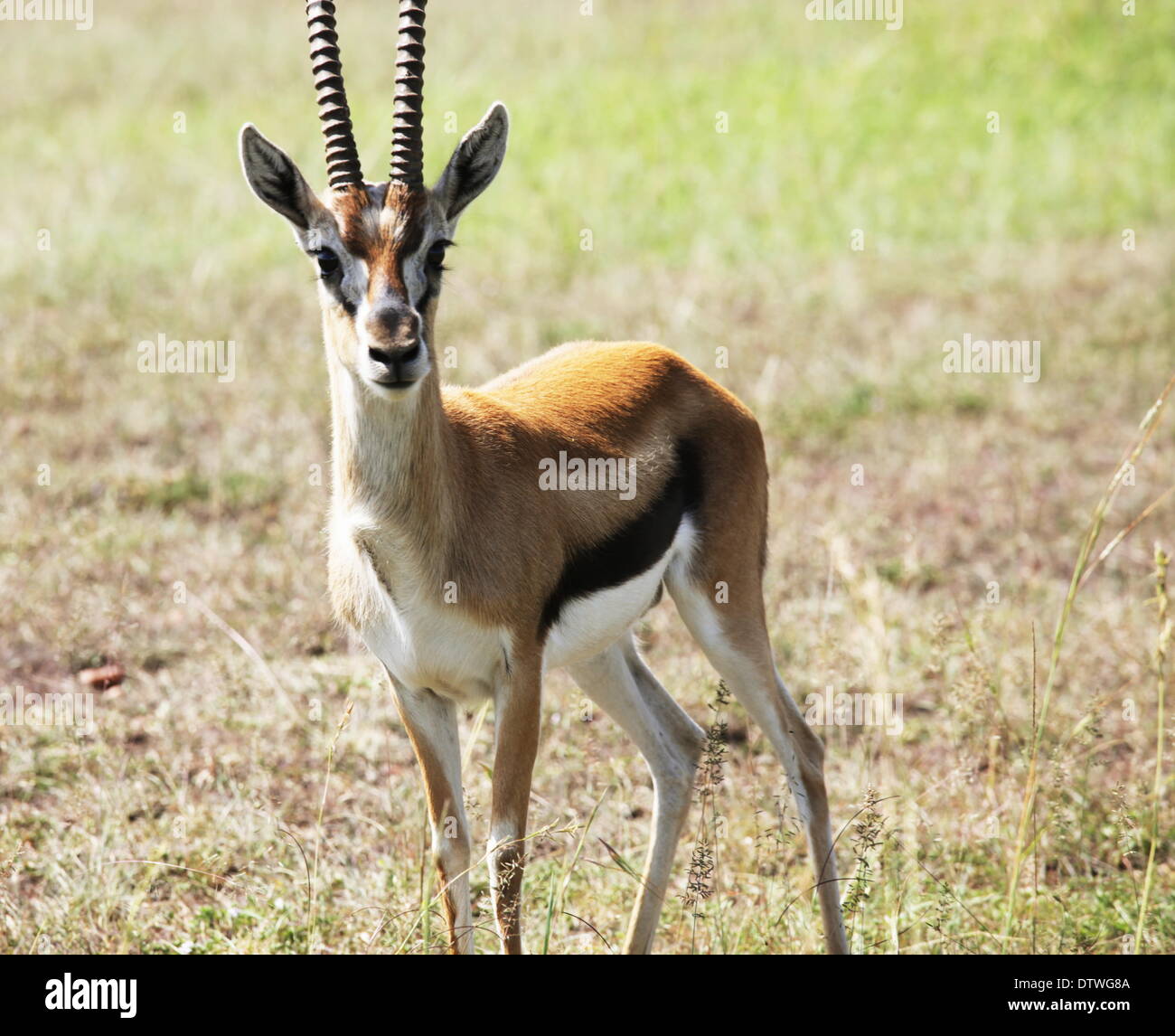 Springbok animal hi-res stock photography and images - Alamy