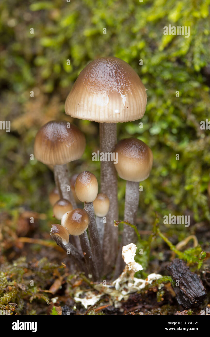 Group of small mushrooms on the forest ground Stock Photo