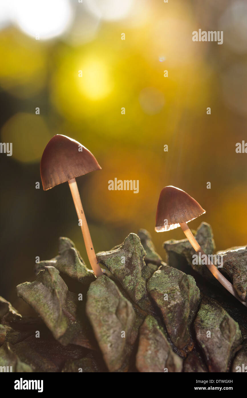 Couple of mushrooms growing from a pine cone Stock Photo