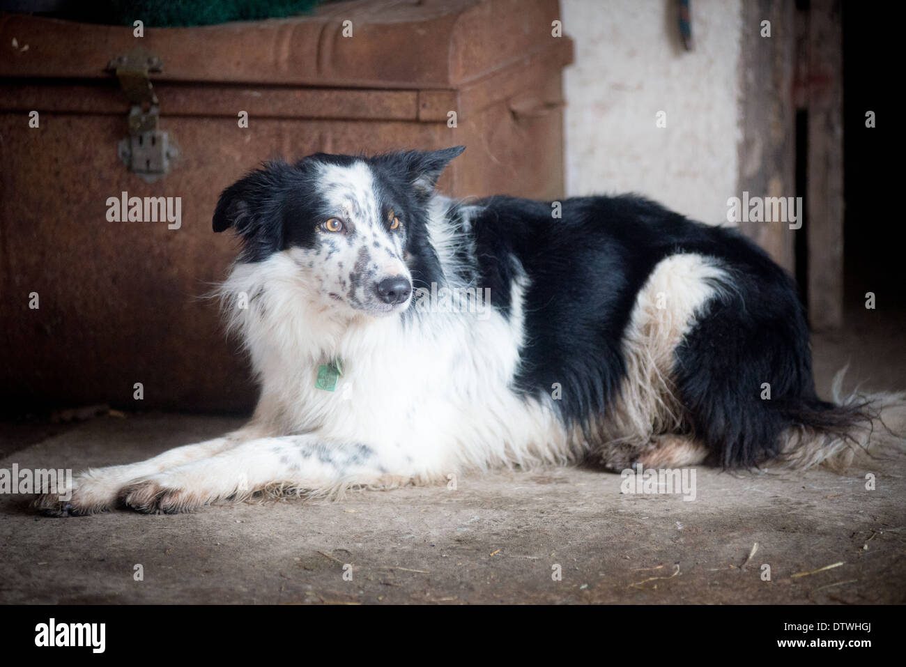 Border collie sheepdog sitting by old chest Stock Photo