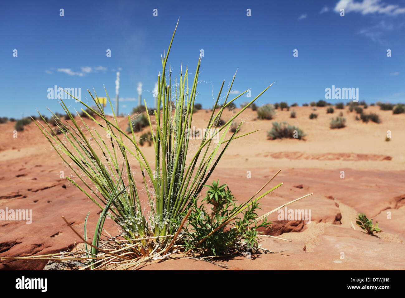 Grass in desert Stock Photo