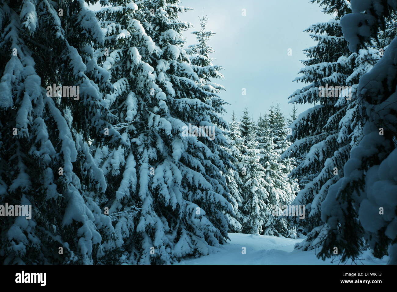 Winter in the forest Stock Photo - Alamy