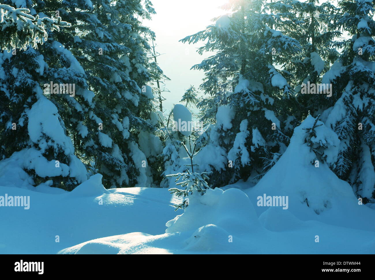 Winter in the forest Stock Photo - Alamy