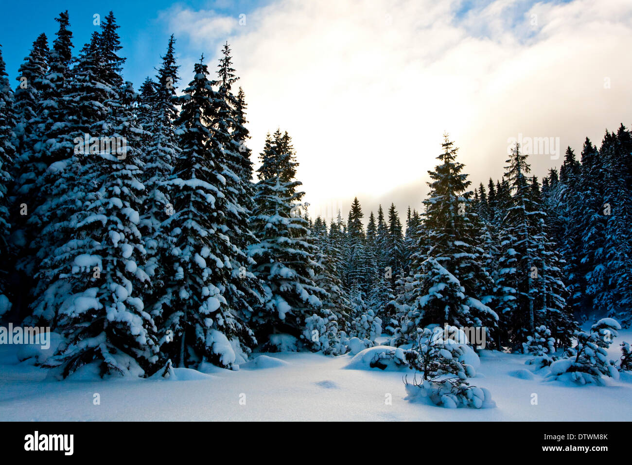 Winter season in forest Stock Photo - Alamy