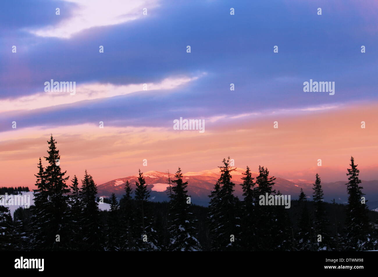 Winter forest landscapes hi-res stock photography and images - Alamy