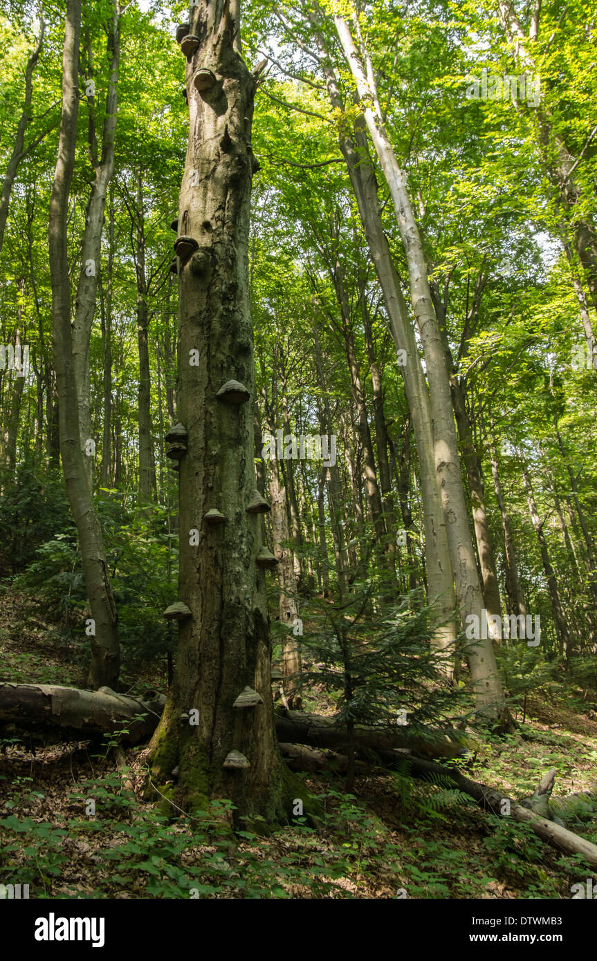 Old tree trunk with bracket fungi Stock Photo