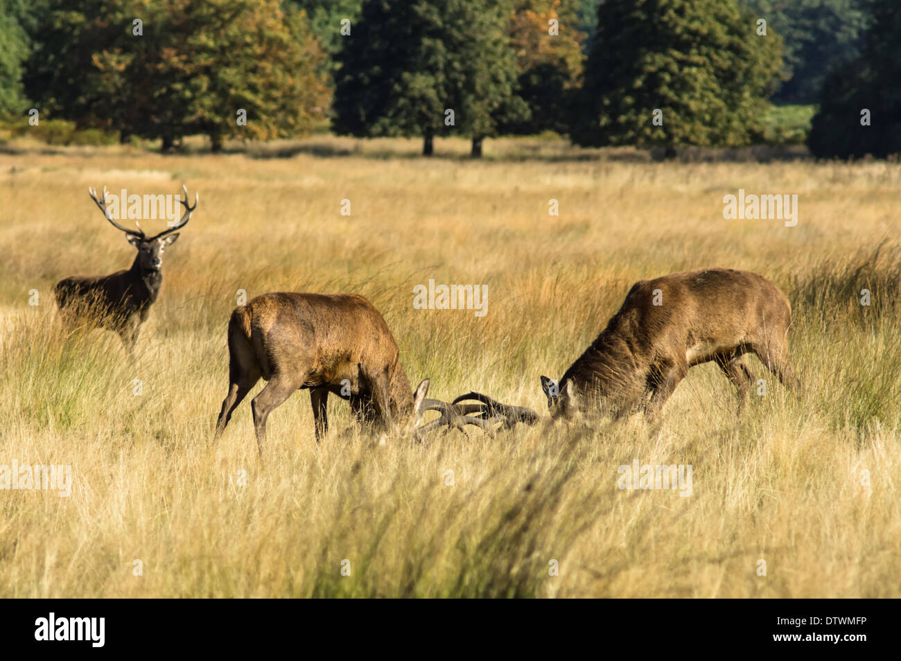 Red deer stags clashing antlers during rutting season Stock Photo
