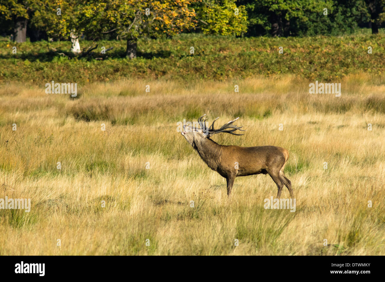 deer with large antlers roaring in a forest Stock Photo