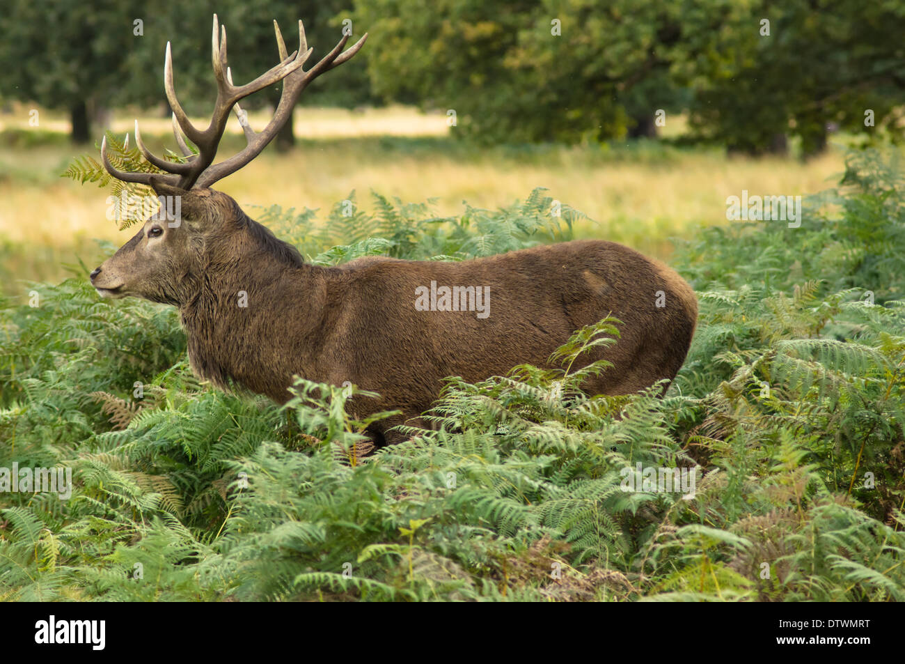 Red deer standing on meadow in forest Stock Photo