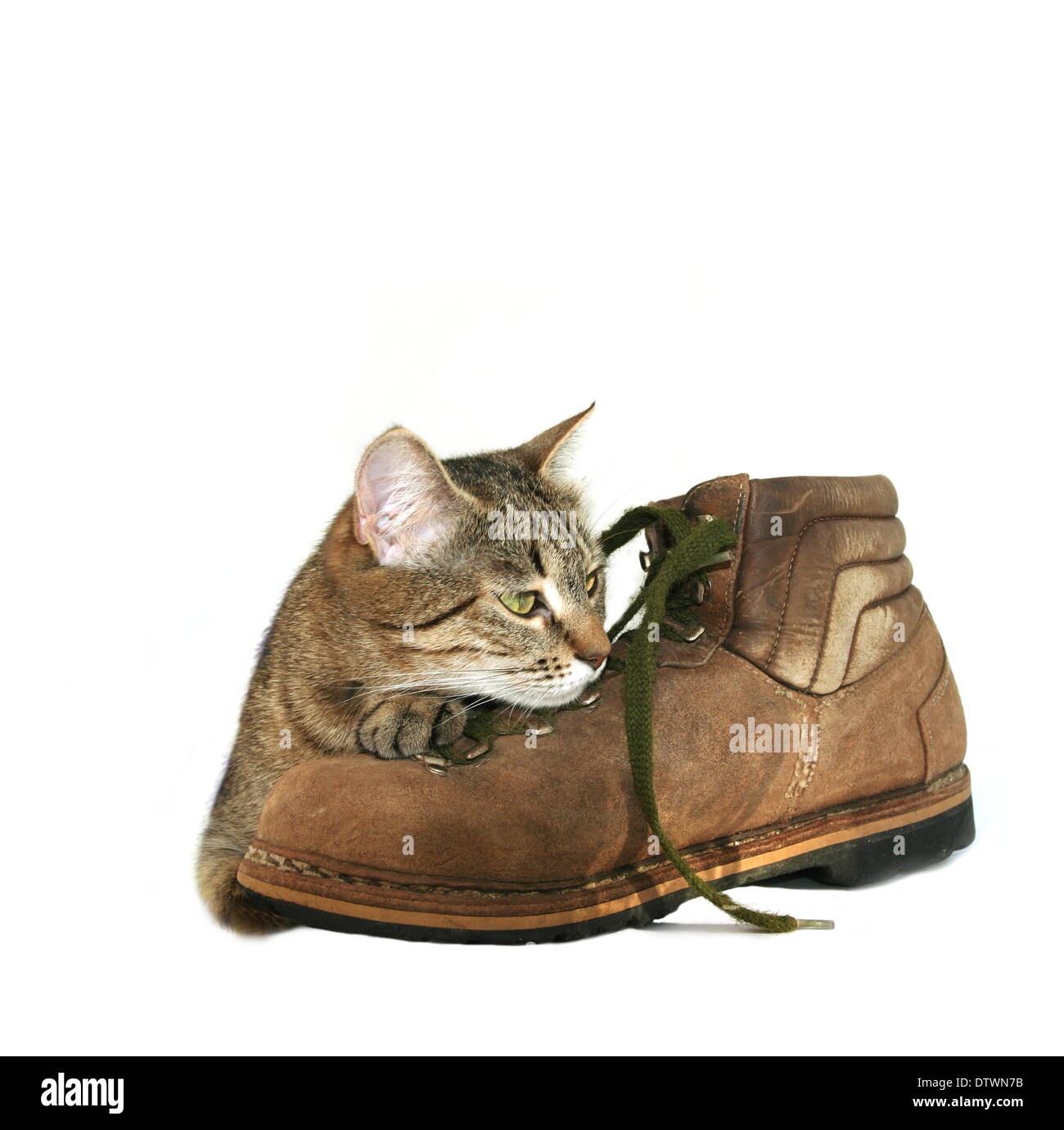 Cat and boot Stock Photo Alamy