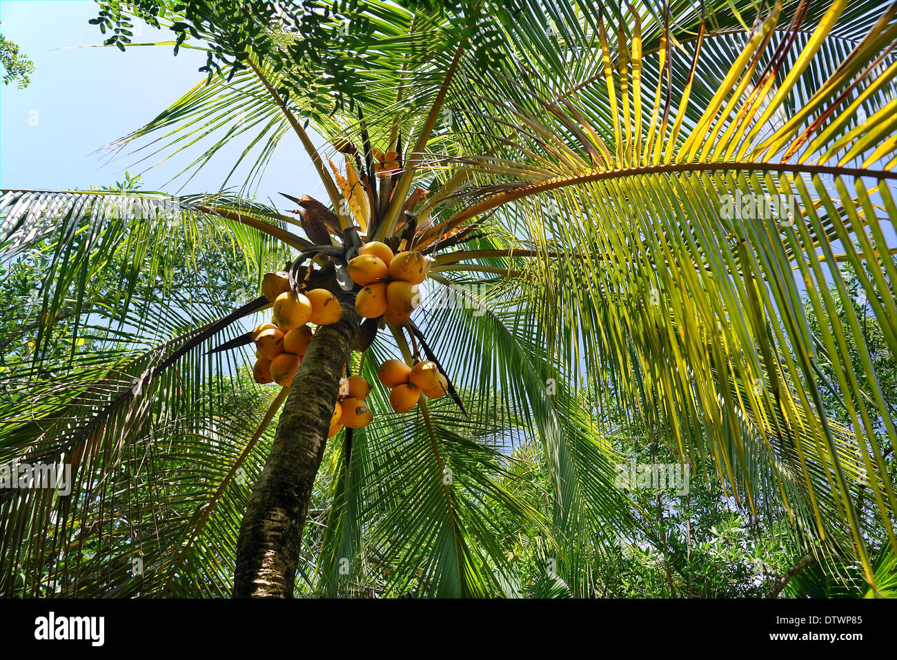 Rownd Tree Coco Coco tree hi-res stock photography and images - Alamy