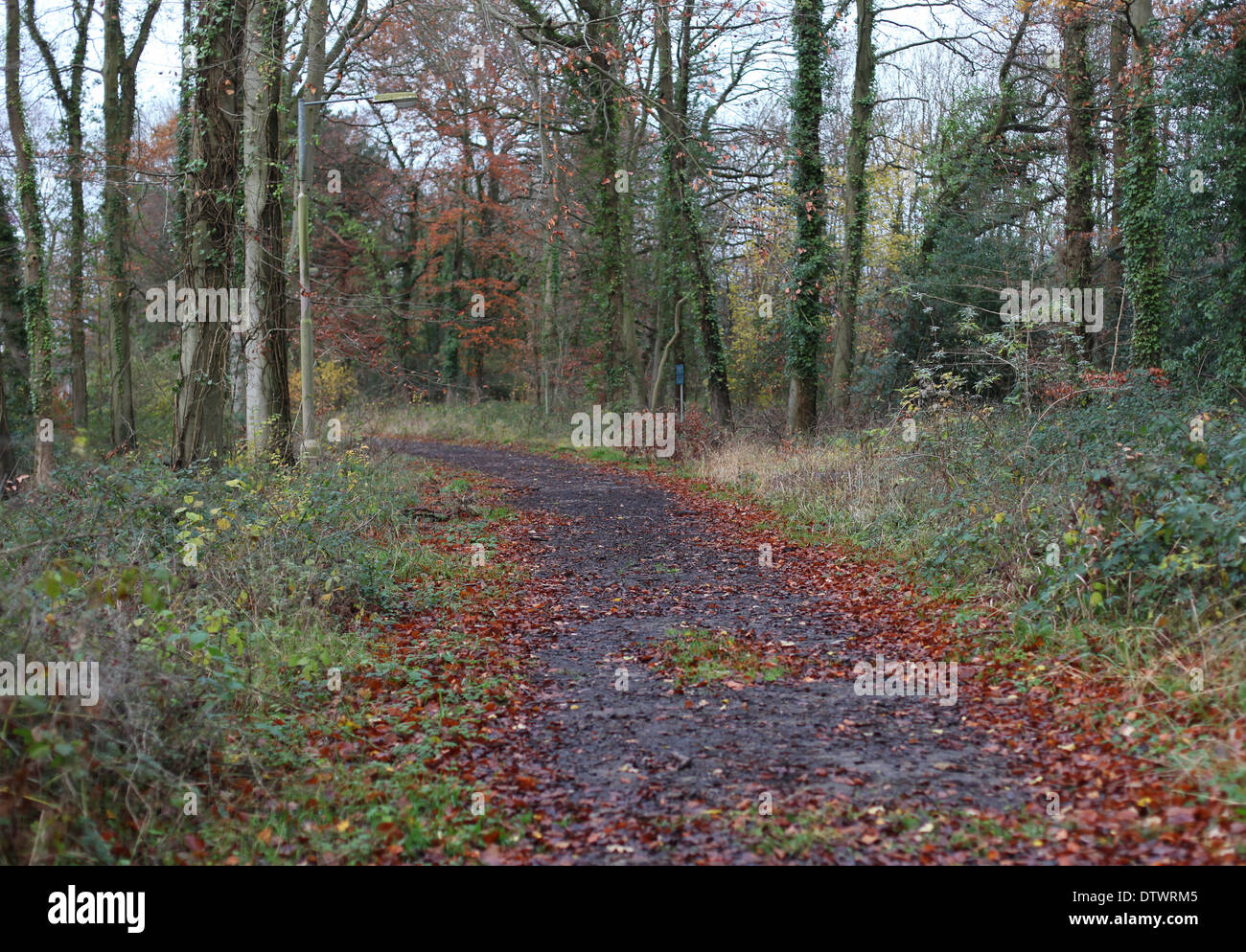 Leafy lane in Autumn in a quiet wood in North Somerset, 8 December 2013 Stock Photo