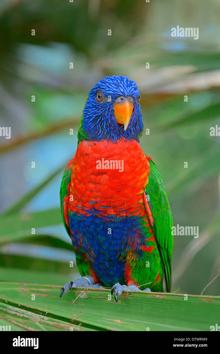 Blue mountain lorikeet hires stock photography and images Alamy