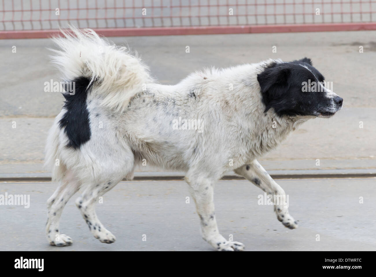 Mixed black and white stray dog (Canis lupus familiaris) Stock Photo