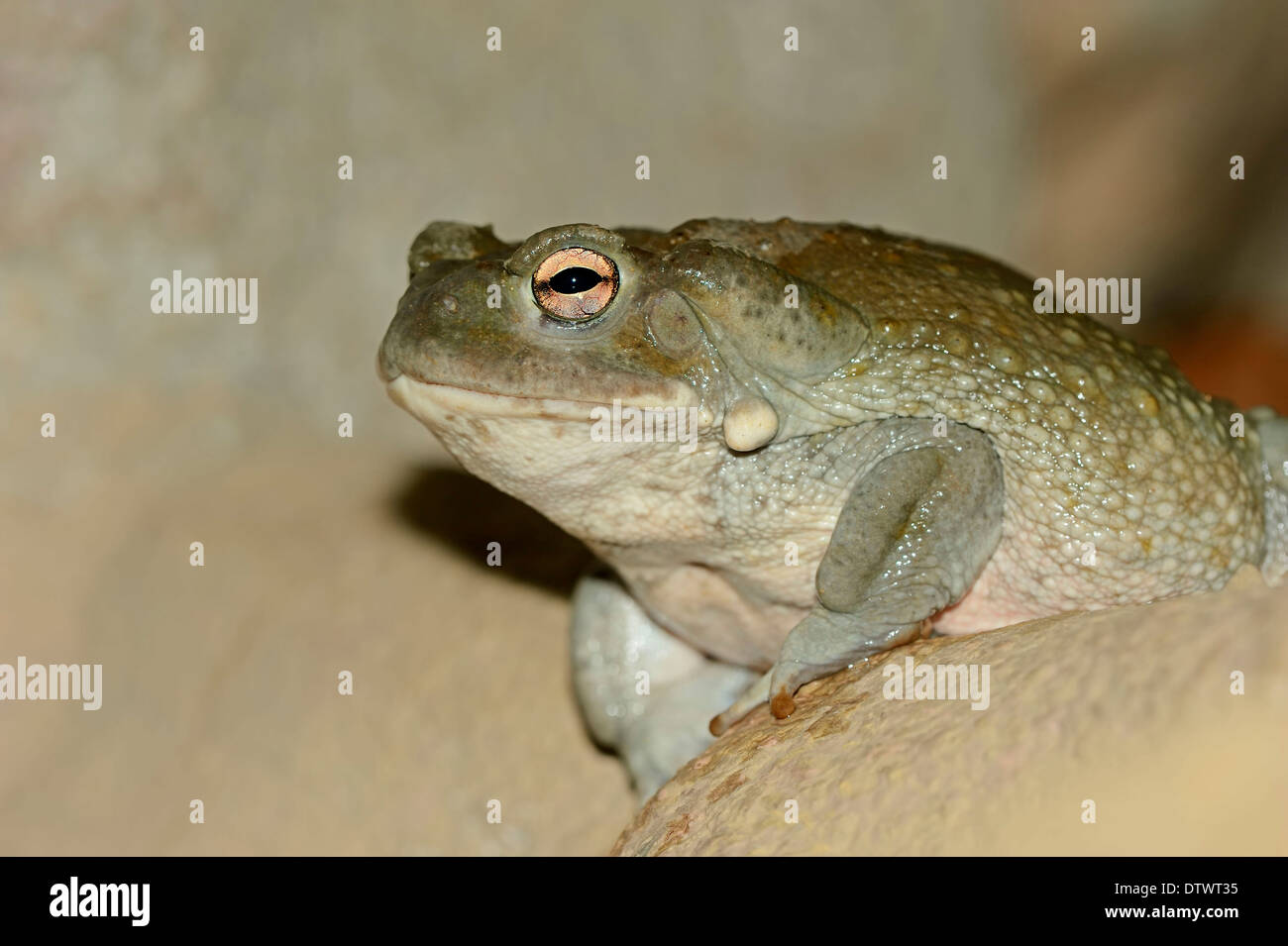 Colorado River Toad Stock Photo Alamy