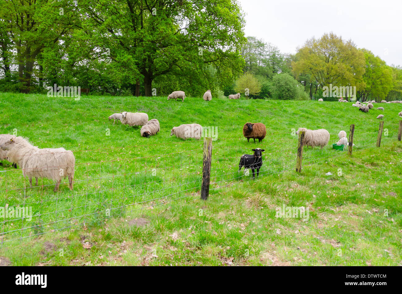 Sheep on the Levee Stock Photo - Alamy