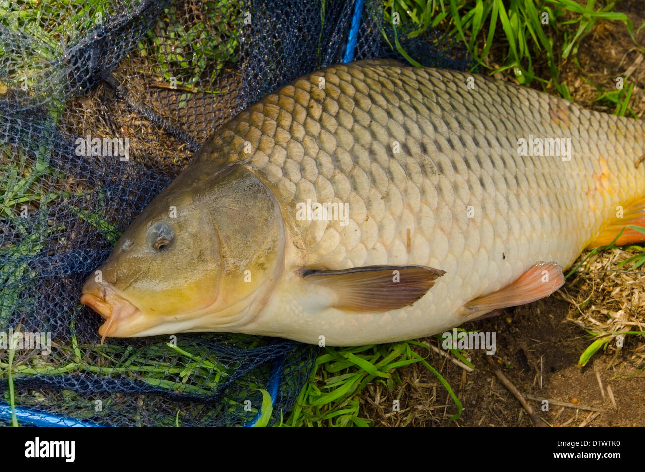 Grass eating carp hires stock photography and images Alamy