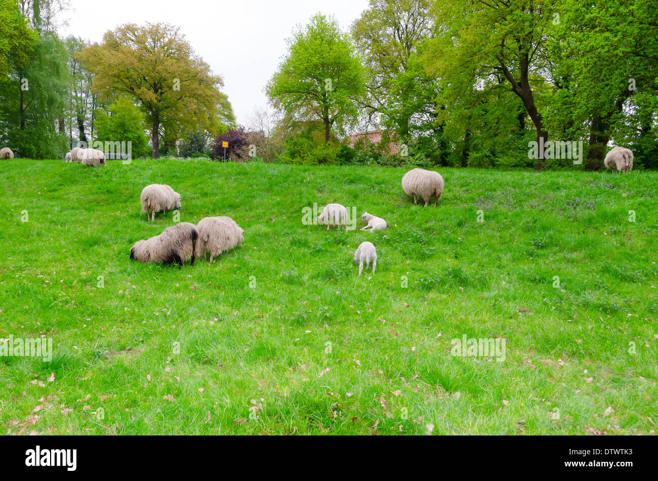 Sheep on the Levee Stock Photo - Alamy