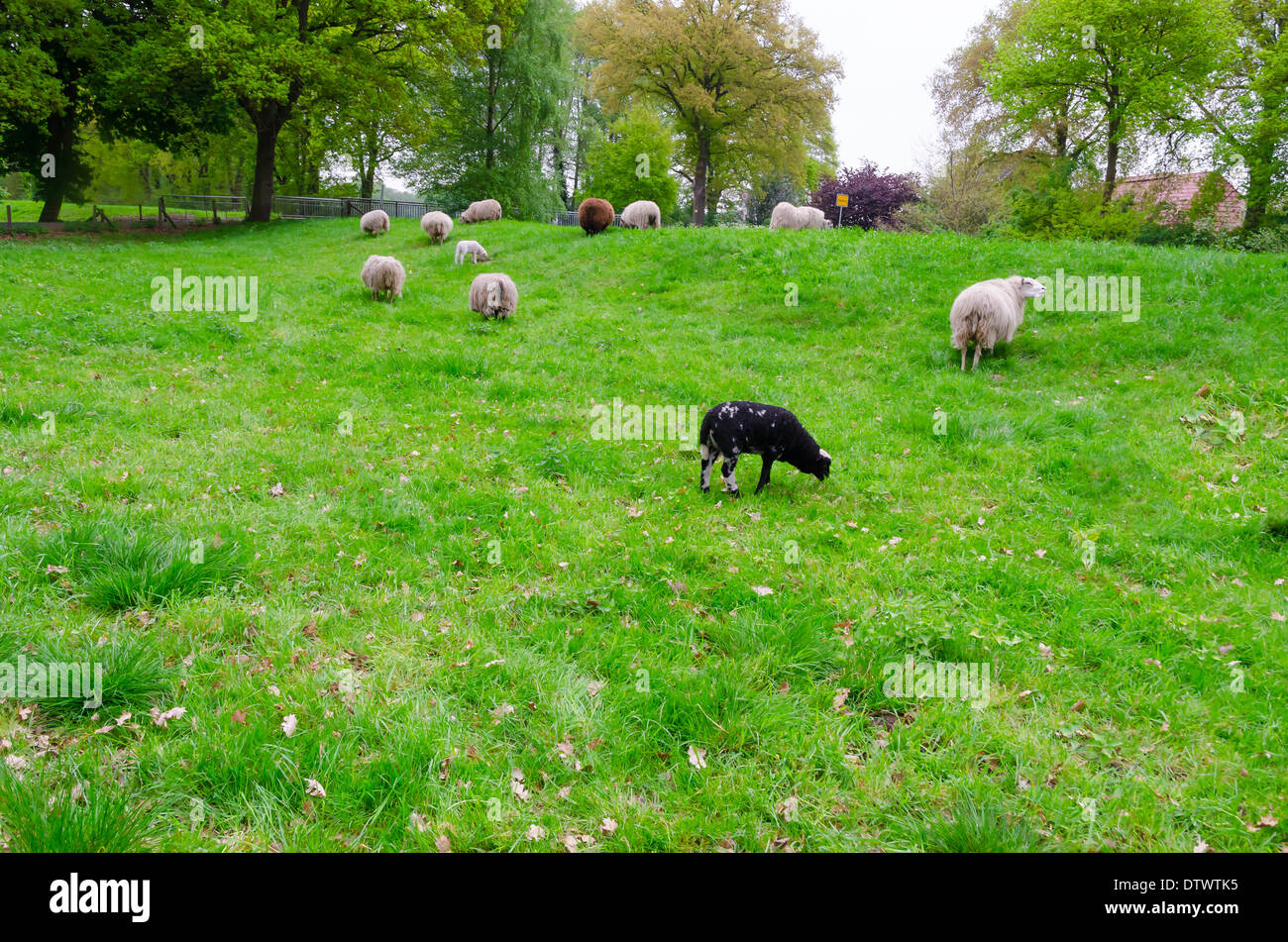 Sheep on the Levee Stock Photo - Alamy