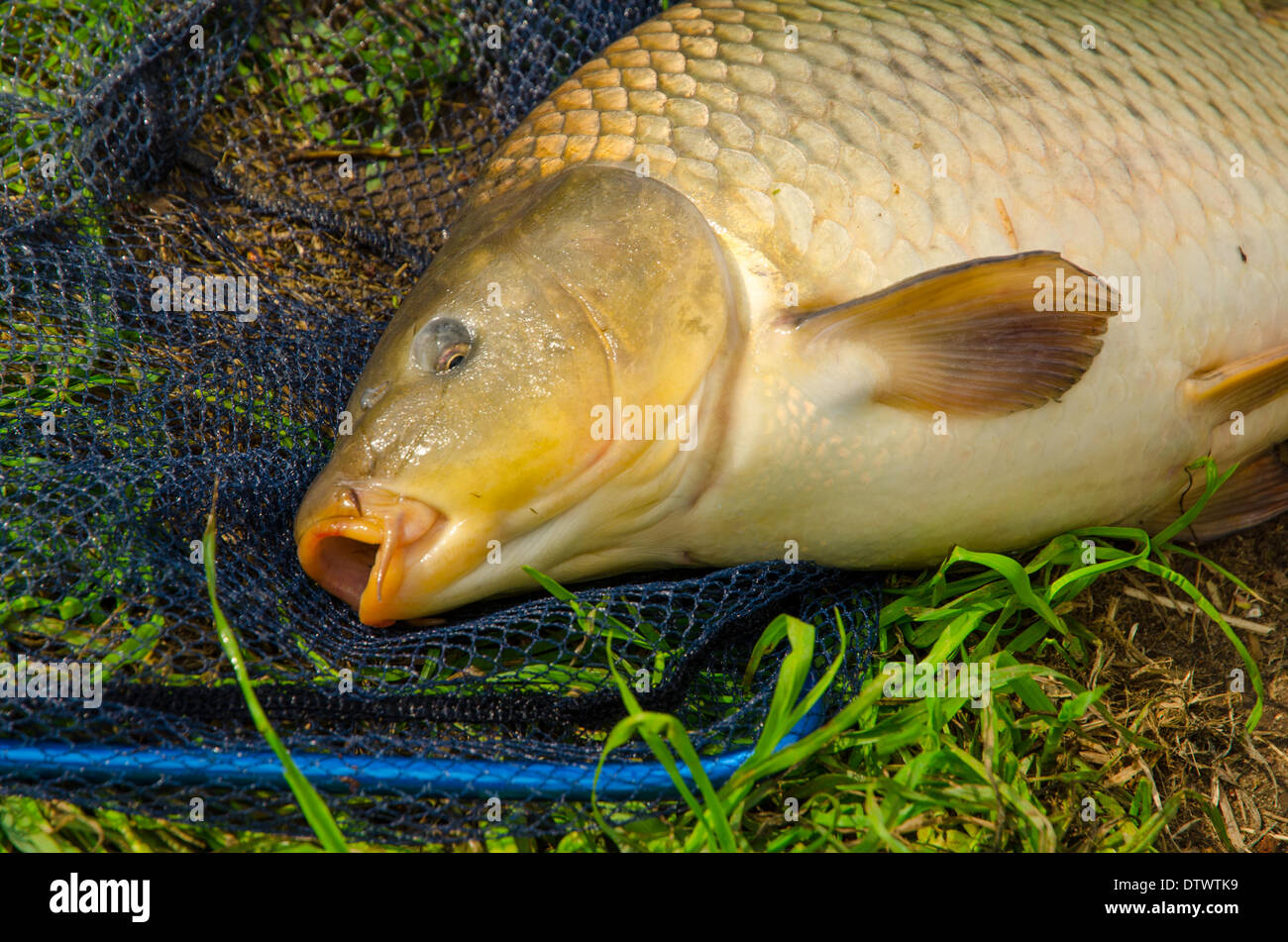 Grass eating carp hires stock photography and images Alamy