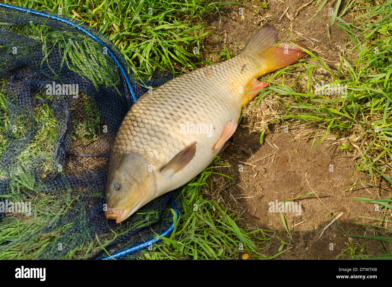 Grass eating carp hires stock photography and images Alamy